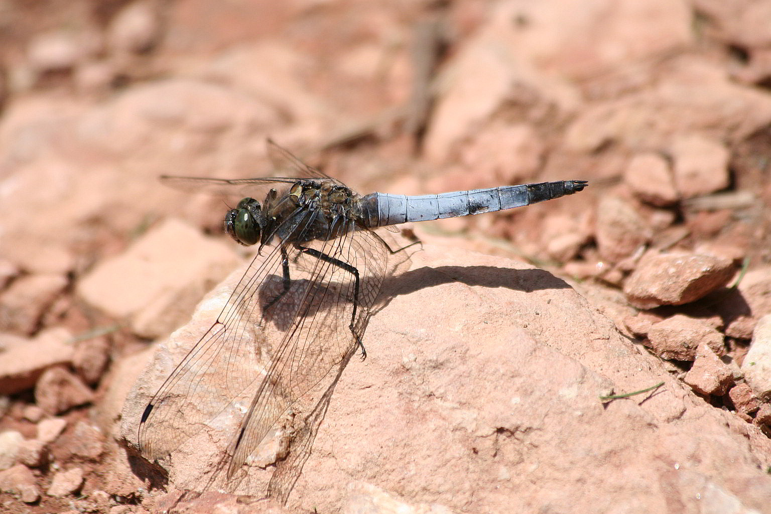 Orthetrum cancellatum (maschio)